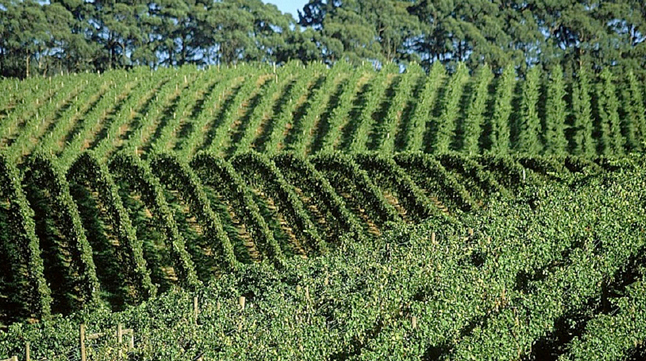 パトリティ patritti wines