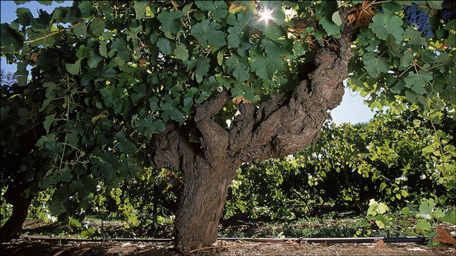 ジェネレー jeanneret wines