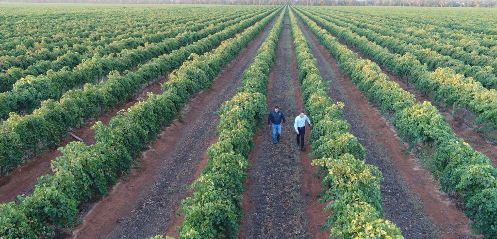 BJ Planning wines